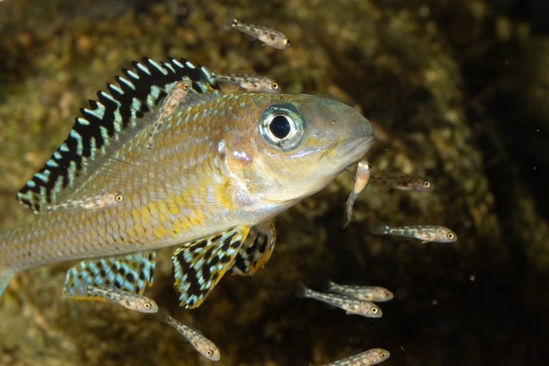 Xenotilapia papilio 'Tembwe Deux'